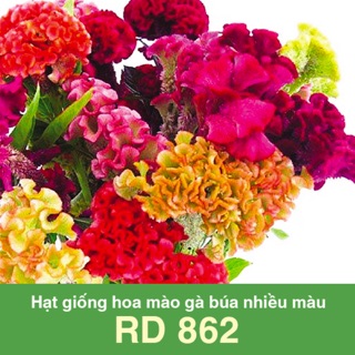 Hạt giống mào gà búa mix 860