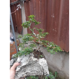 Linh sam bonsai HÒN NON BỘ