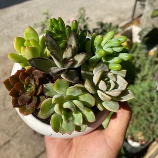 CHẬU MIX 6 SEN ĐÁ CỰC DỄ THƯƠNG