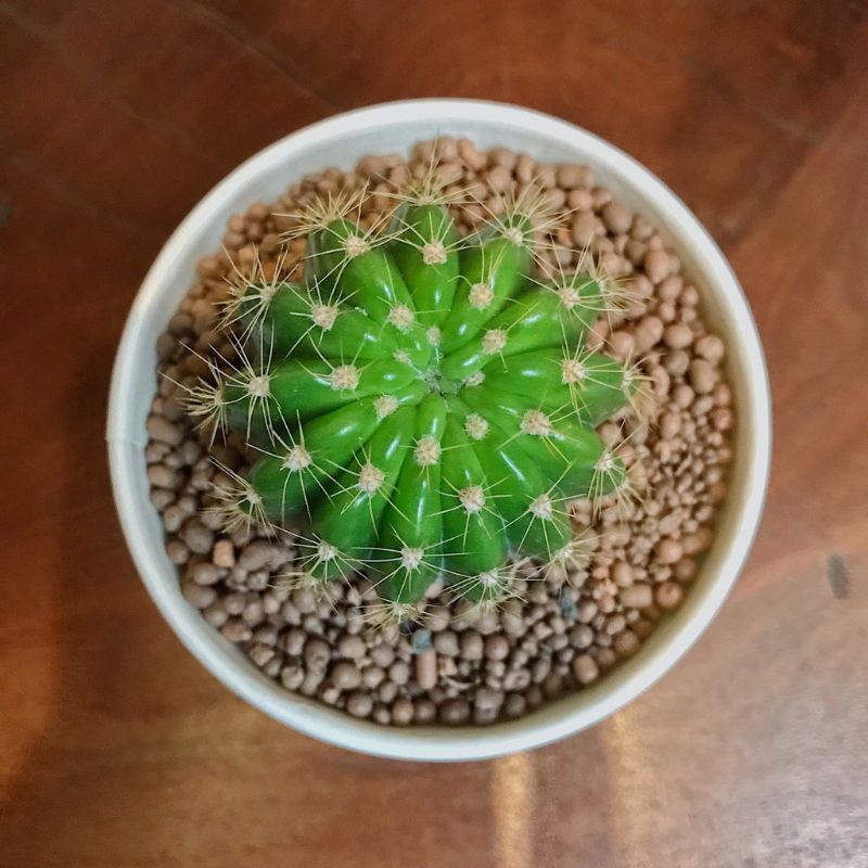 Xương rồng bí xanh - Xương rồng bí ngô - Sẵn chậu nhựa đủ kích thước