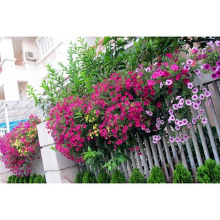 HẠT GIỐNG HOA DẠ YẾN THẢO RŨ