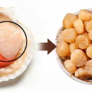 sò điệp mini