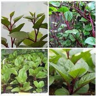 HẠT GIỐNG MỒNG TƠI ĐỎ