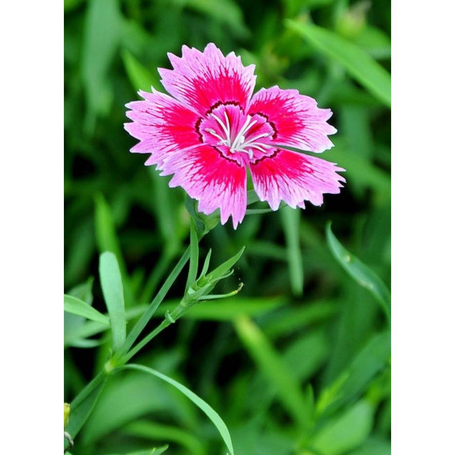 Bán buôn Hạt giống hoa Cẩm chướng đơn Mix (Dianthus) bao đẹp