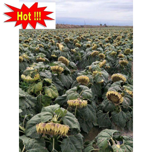 Hạt giống hướng dương lấy hạt bông to cây siêu lùn 10 hạt