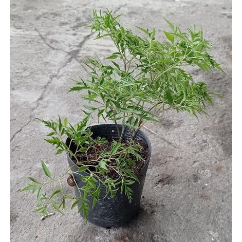 Cây đinh lăng lá nhỏ, Cây Nam dương sâm, cây gỏi cá - Giao hỏa tốc 3h