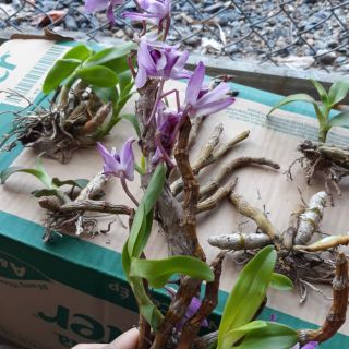 Trầm tím thân nù.đang nụ