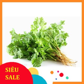 Hạt Giống Ngò Rí Rau Mùi (20 Gr)  - [MUA 3 TẶNG 1 CÙNG LOẠI] - Thơm Ngon, Dễ Trồng, Dinh Dưỡng THU THUY