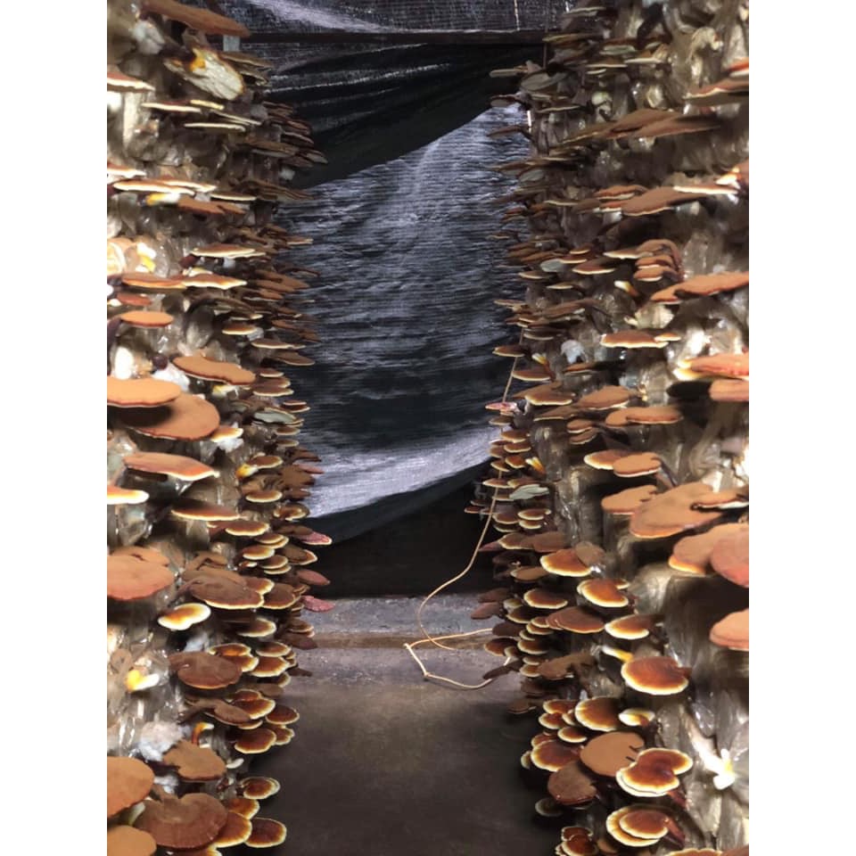 Hộp quà nấm Linh Chi đỏ 500g