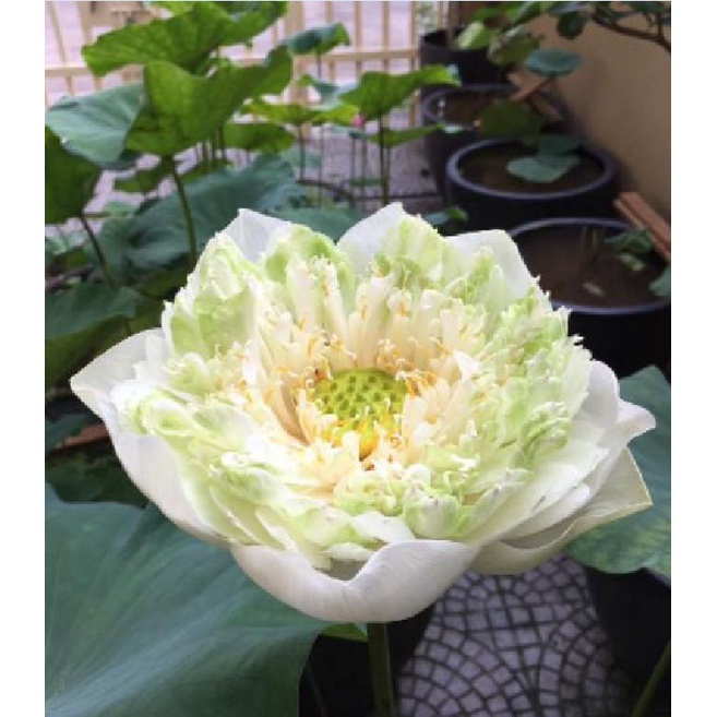 Hạt giống hoa sen bách diệp màu TRẮNG KNS1427 - Gói 5 hạt