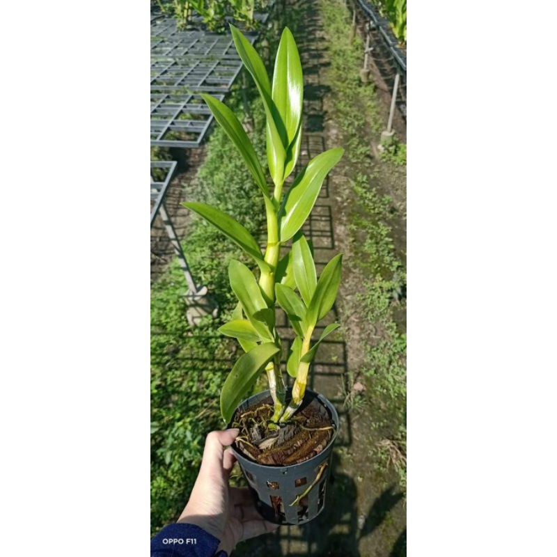 Hoa Lan Denro nắng thỏ đỏ