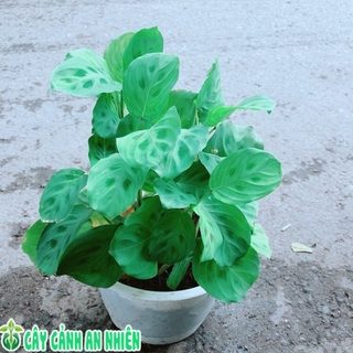 Đuôi Công Xanh Lá Tròn Nhỏ