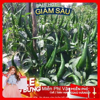 Hạt giống ớt chỉ thiên f1 - 30 hạt / gói