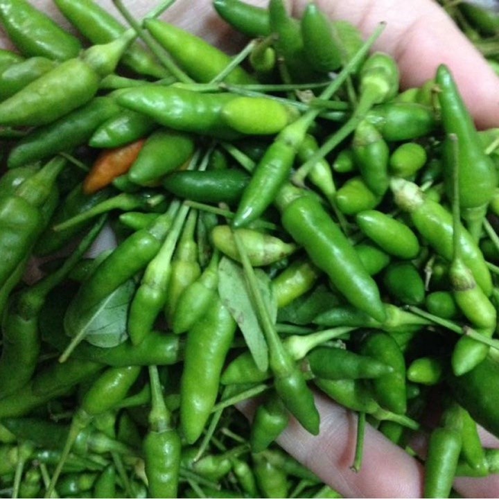 Chậu cây giống ớt xiêm - Giao cây khỏe lá sum suê
