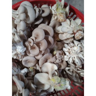 10 phôi sò grey hữu cơ gia dinh trồng