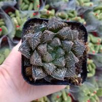 Haworthia các loại