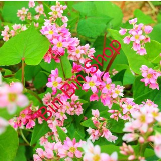 Hạt giống hoa Tam giác mạch Hà Giang