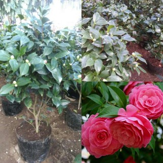 HOA TRÀ MY HOA TẾT-CHÂU CÂY SIZE LỚN, ĐANG NỤ HOA + Tặng 01 cây dâu da đất( bòn bon)