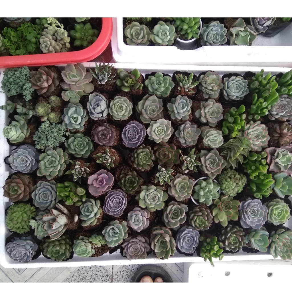 Combo 20 cây sen đá đủ loại - size nhỏ (5-8cm)