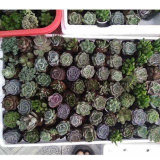 Combo 20 cây sen đá đủ loại - size nhỏ