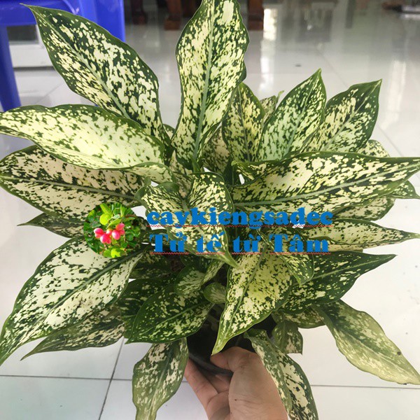 Caykiengsadec - Cây Ngọc ngân tặng phân bón - hoa kiểng lá- trang trí nội thất cảnh quan ngoài trời sân vườn