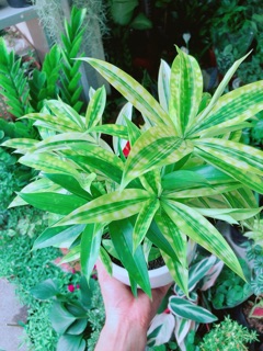 Chậu Cây Trúc Nữ Hoàng (trúc nhật)