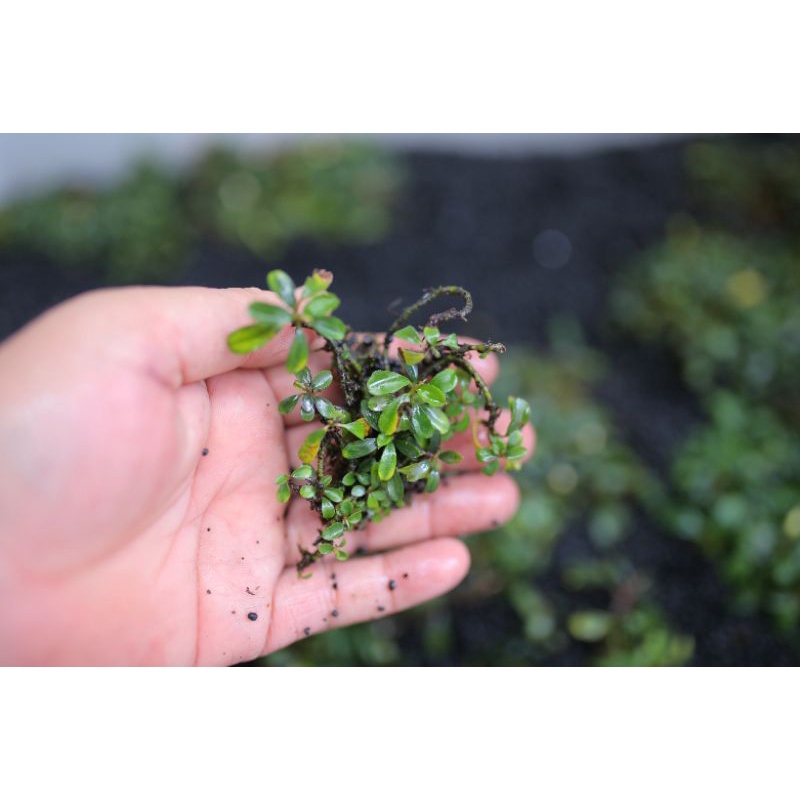 Cây thủy sinh Bucep siêu mini