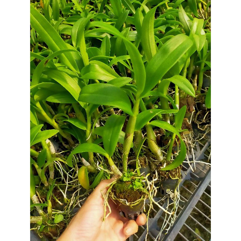 10 Cây lan denro giống- Mua 10 tặng 1  - Cây Khỏe cao 20cm