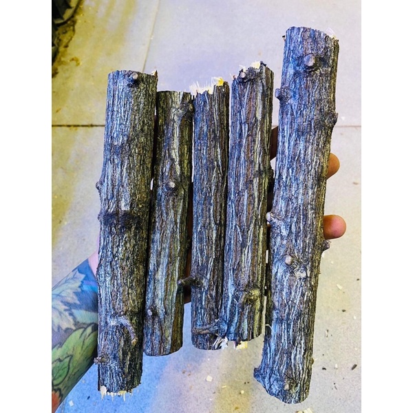 1kg lũa thạch sùng 15-20cm