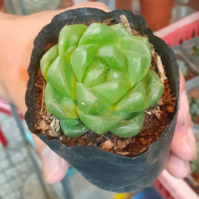 Sen đá Haworthia