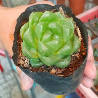 Sen đá Haworthia