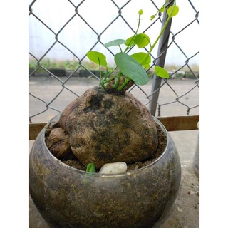 củ bình vôi💥💥 tài lộc may mắn🌺🌺🌺