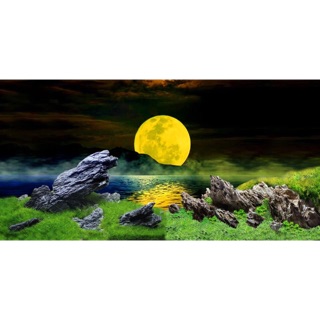 Tranh 3D dán hồ cá kích thước 100x50