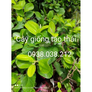 Cây Giống Táo Thái.