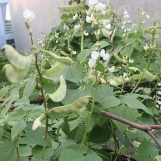 10 hạt giống đậu ván xanh