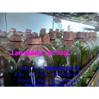 Lan giả hạc rừng Đăk Lay