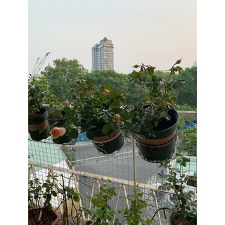 Giỏ treo chậu size 2gl <đk 22cm>