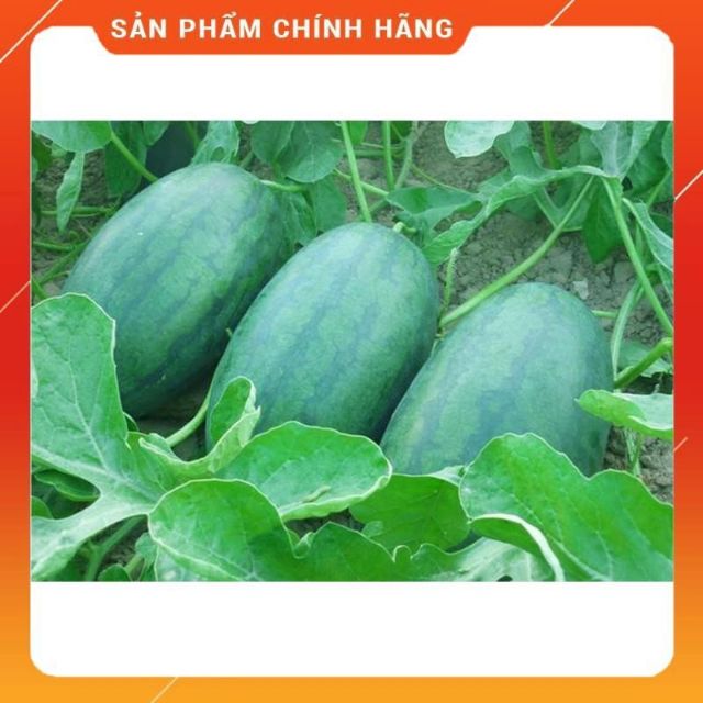 Hạt giống dưa hấu Thái Lan