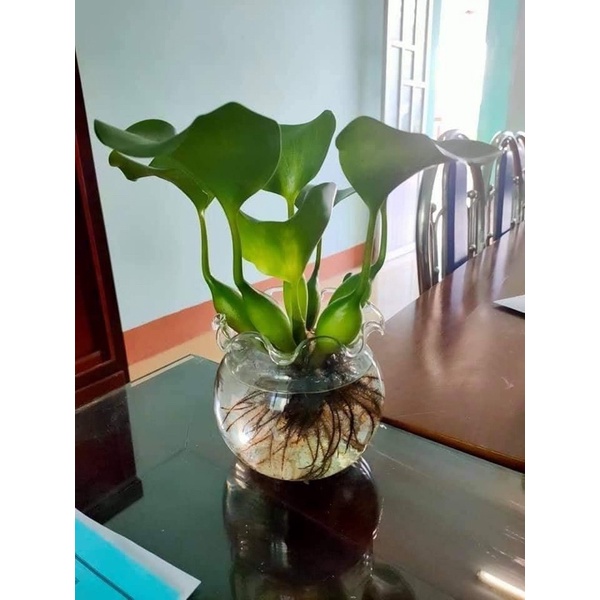 BÈO LỤC BÌNH MINI  THỦY SINH  SIÊU LỌC NƯỚC