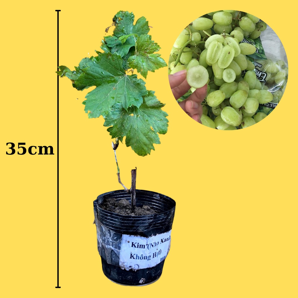 Cây giống Nho Xanh Thompson Không Hạt (Nho Hoàng Kim) - Cây giống Mini, Freeship Extra+