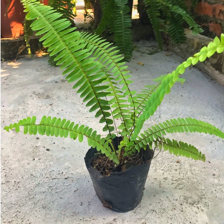 Cây dương xỉ cao 20-25cm cây nhiều lá sum suê xanh mướt, thích hợp trang trí nội thất sân vườn