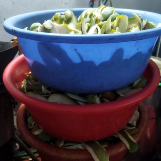 TINH DẦU VỎ BƯỞI