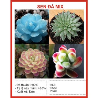 (Newseed) Hạt Giống Sen đá 25 Hạt