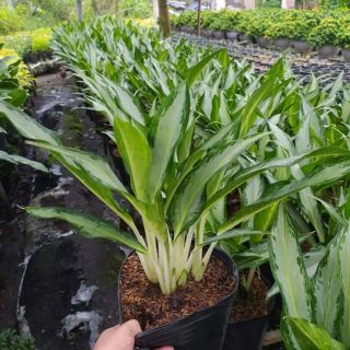 Cây giữ tiền, cây lan phát tài, cây phong thủy thu hút tài lộc