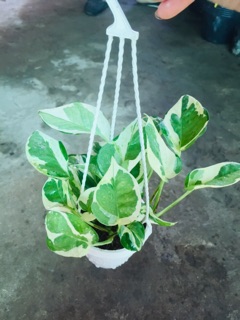 TRẦU BÀ CẨM THẠCH MINI