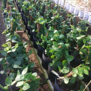 Lịch sử giá Cây tắc kè leo tường cập nhật 2/2024 - Mua Thông Minh