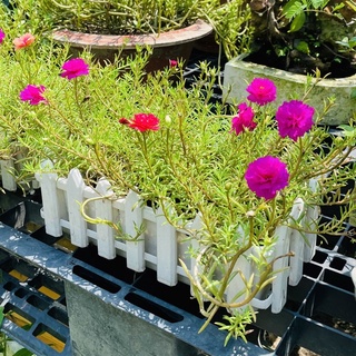 Chậu Hàng Rào Mười Giờ Thái