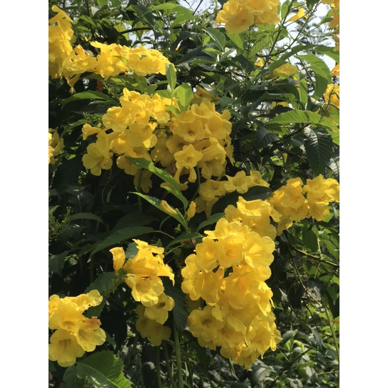 Hạt giống hoa chuông vàng tự thu