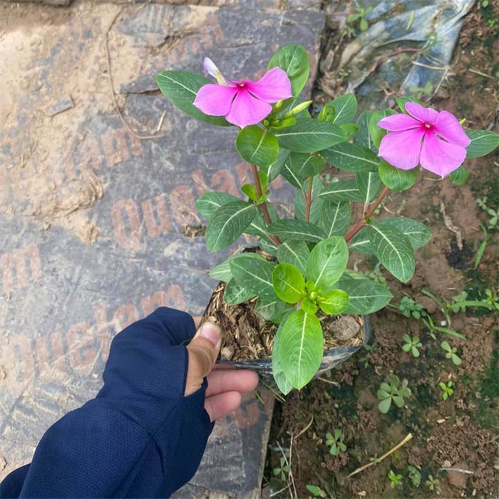 Hoa dừa cạn đứng trồng ban công sân vườn màu tím hoa quanh năm Xanhshop22