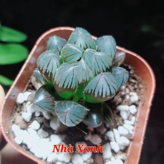 Sen đá kim cương xanh sọc tím